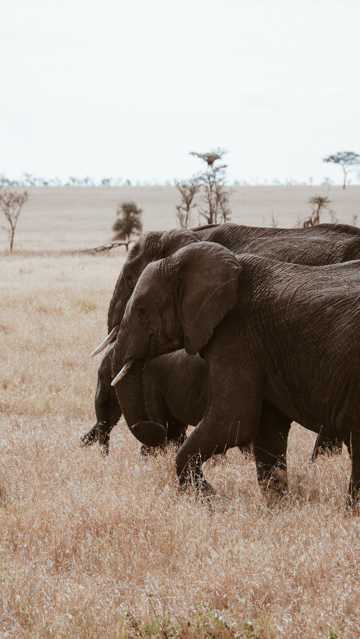 非洲草场大象高清图片