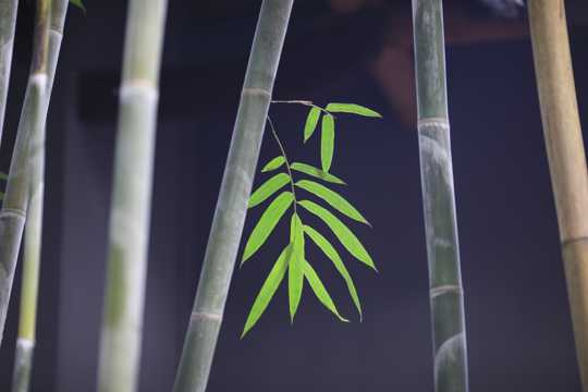 墨绿挺拔的竹子图片