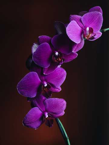 紫色蝴蝶兰品种图片
