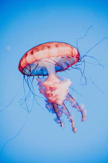 深海彩色水母图片