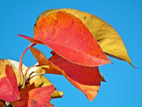 秋日泛黄红树叶图片