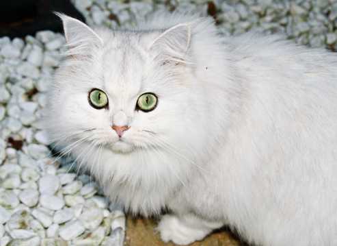 洁白色小猫图片