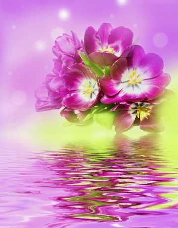紫红色郁金香图片