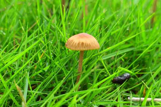 青原野小蘑菇图片
