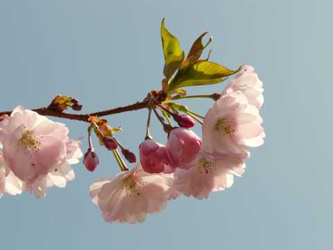 喧嚣盛开的梅花图片