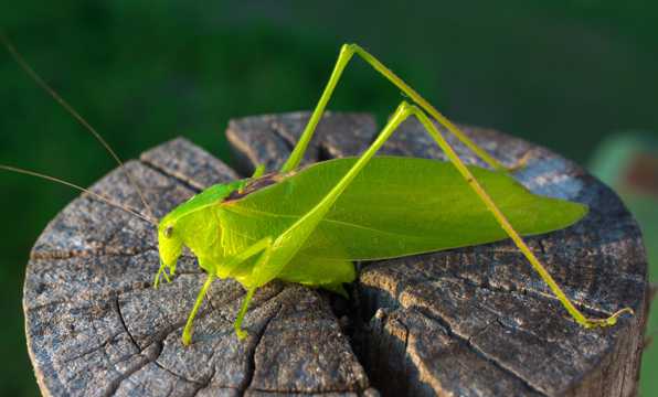 绿色蝗虫蚂蚱图片