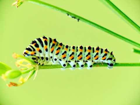 蝴蝶幼虫图片