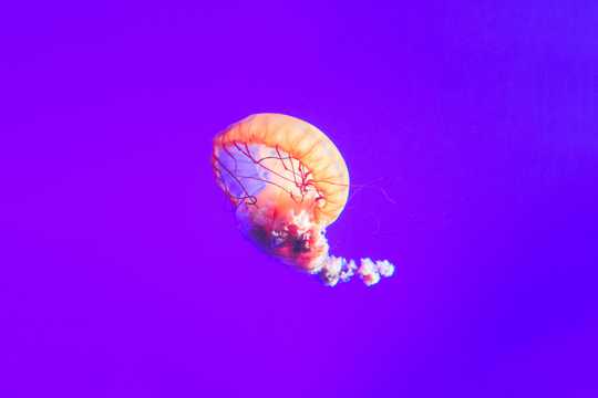 大海彩色水母图片