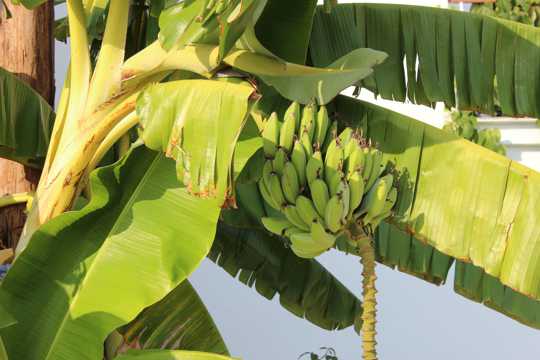 树上未采摘的香蕉高清图片