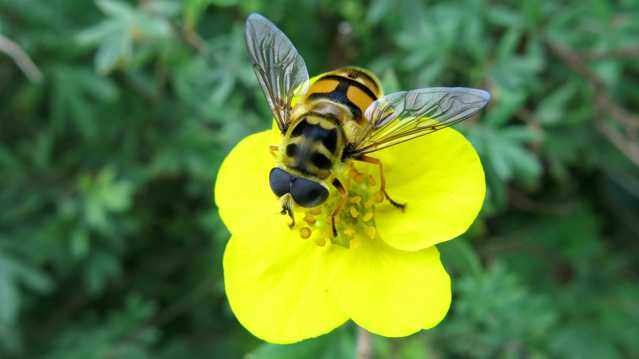 黄色花草上的蜜蜂图片