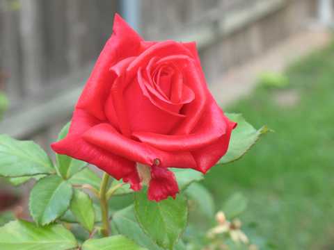 一朵瑰丽红玫瑰图片