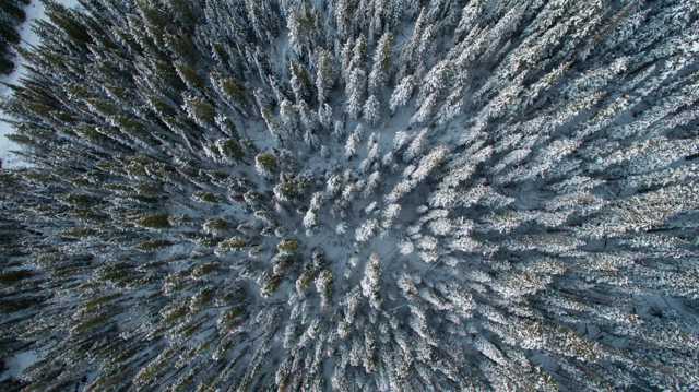 被暴雪覆盖的松丛林图片