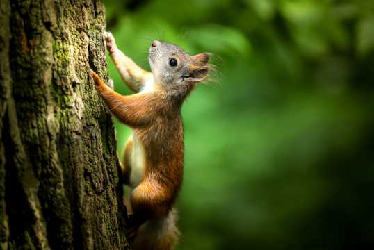 可爱的小松鼠爬树