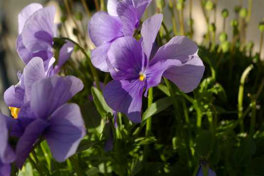 唯美奥秘的紫罗兰花朵图片