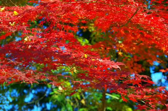 红色枫叶唯美自然风光图片