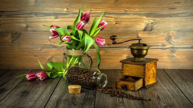 咖啡豆和郁金香图片