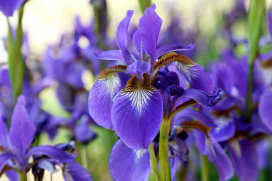 紫色鸢尾鲜花拍照图片