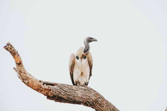 树枝上的秃鹫鸟图片