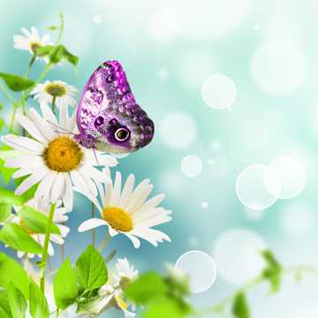 紫色蝴蝶白色雏菊图片