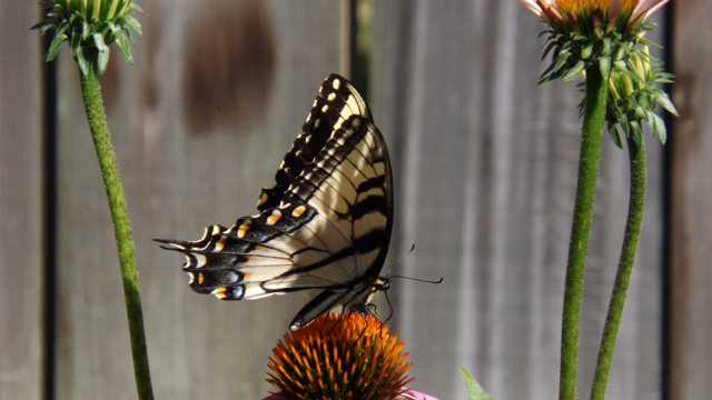 松果菊上的燕尾蝴蝶图片