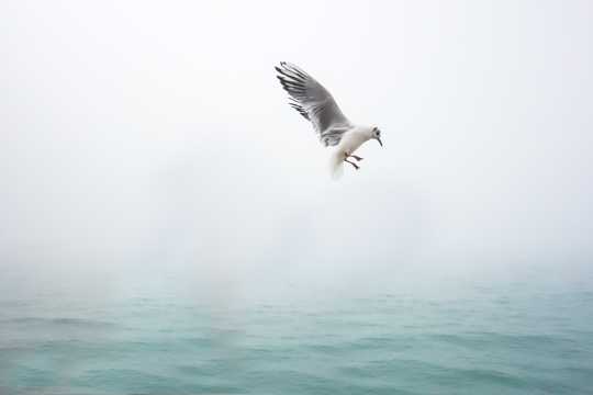 水面上翱游的海鸥图片