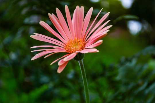 粉红色野菊花拍照图片