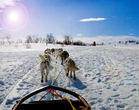 冬日雪橇犬图片