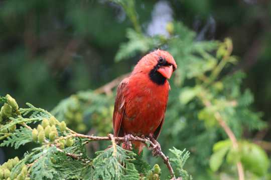 羽毛美丽的红衣主教鸟图片