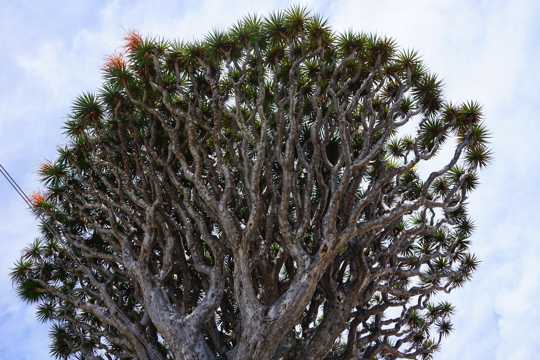 加那利岛龙树图片