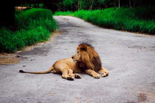 一只静卧的狮子图片