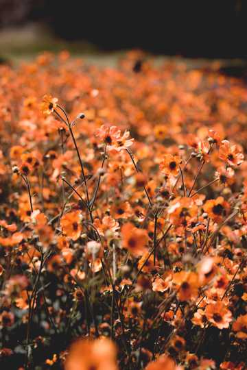 橙色花卉花丛图片