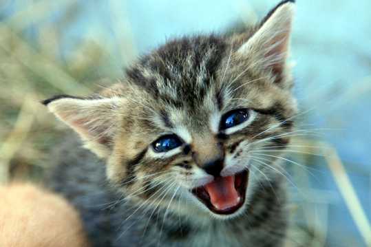 蓝眼睛猫宝贝图片