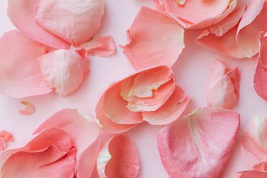 粉色的玫瑰花瓣图片