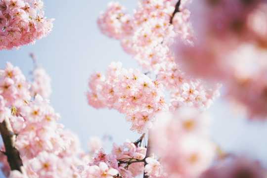 重瓣粉色樱花唯美图片