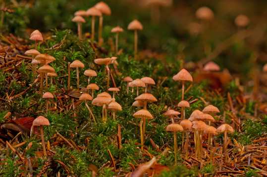 树林大地小蘑菇图片