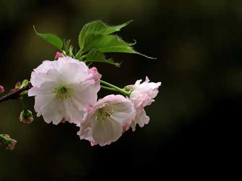 华贵芳香的樱花图片