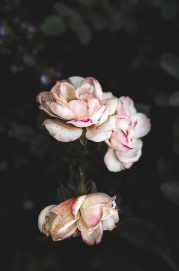 白色干枯玫瑰花图片