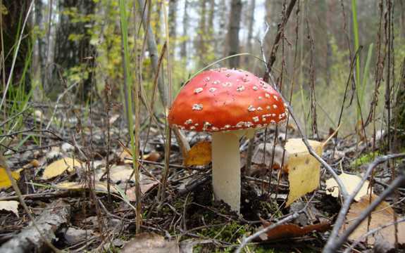 树林野生毒蘑菇图片
