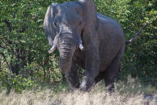 南非森林大象图片