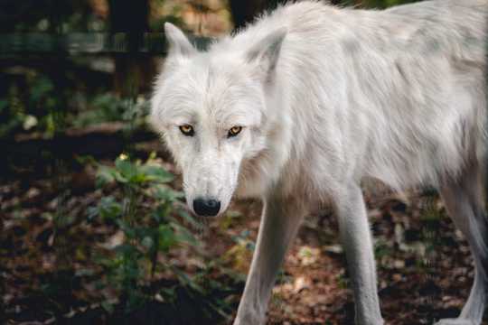 北美白狼图片