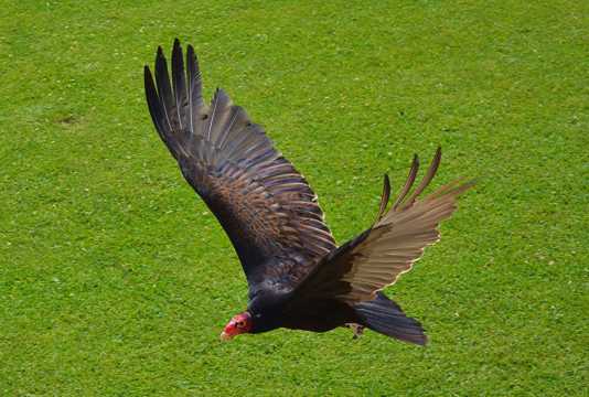 黑色老鹰展翅图片
