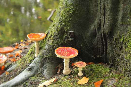 树林里的红色毒蝇伞蘑菇图片