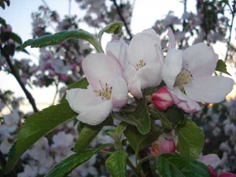 桃花花卉图片素材