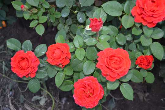 花坛红玫瑰花图片