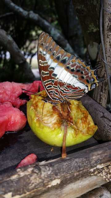 苹果上的蝴蝶图片
