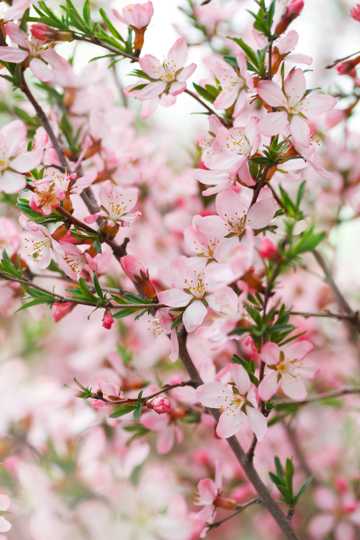 盛开的四季海棠花图片