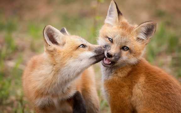 可爱活泼的红狐狸图片