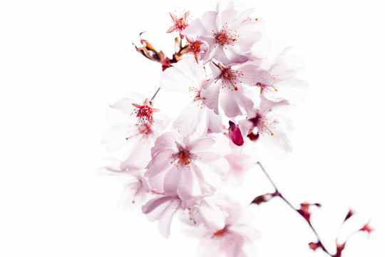 淡雅的樱花图片