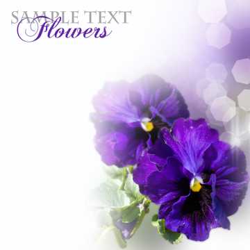 紫色花草植物图片下载