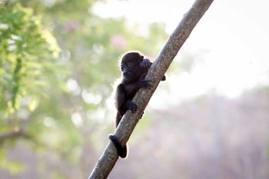 树干上的猴子图片